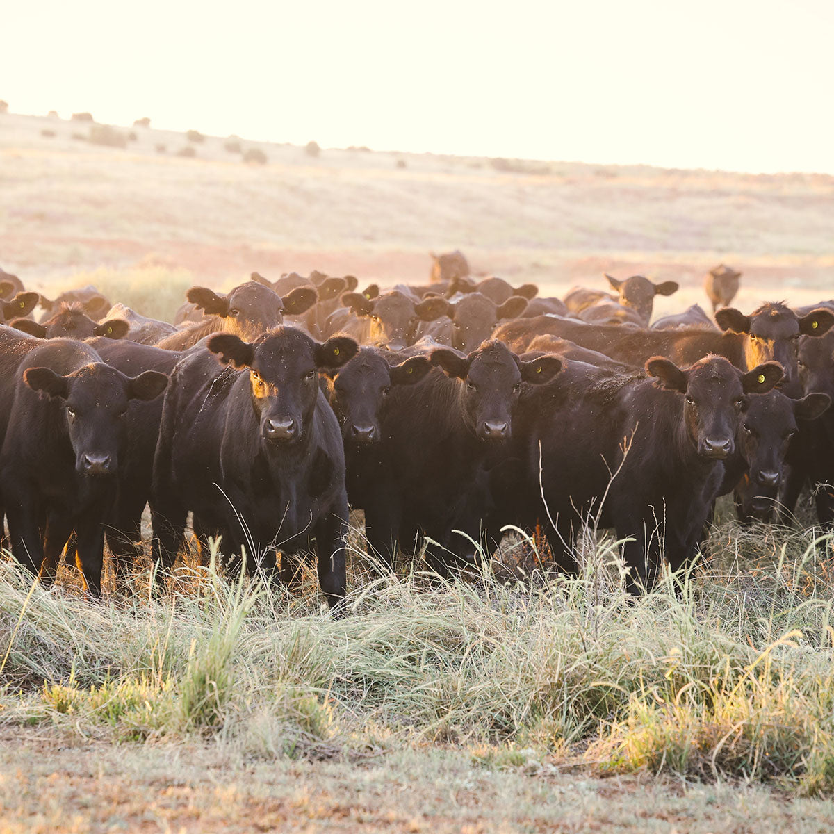 Shop Real Kansas Meats